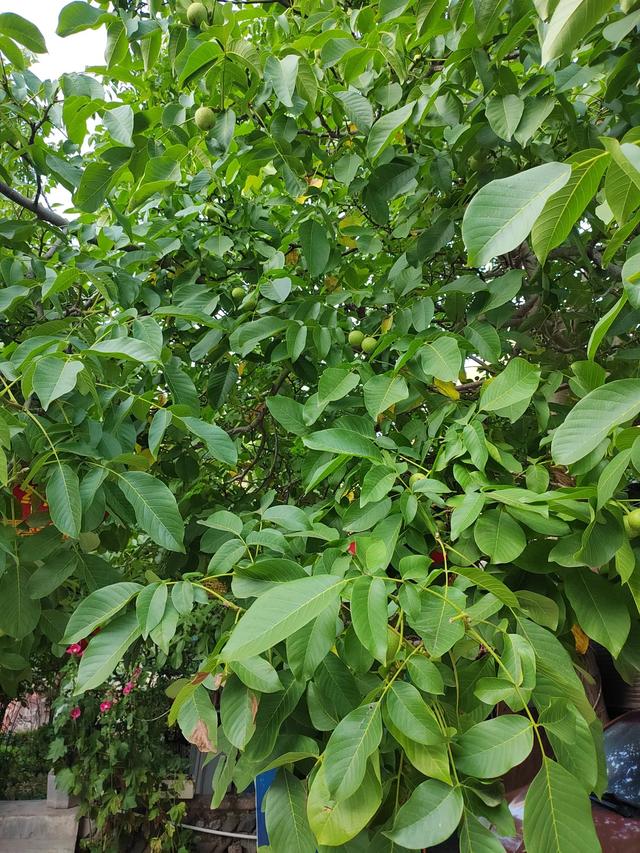 官鹅沟的植物