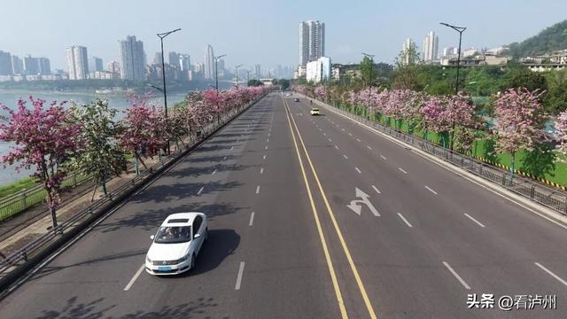 泸州限定浪漫！二环路、兆和路迎来紫荆花盛放期