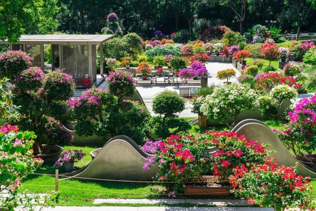 走！今天出发莲花山！拍“爆”20万㎡花海