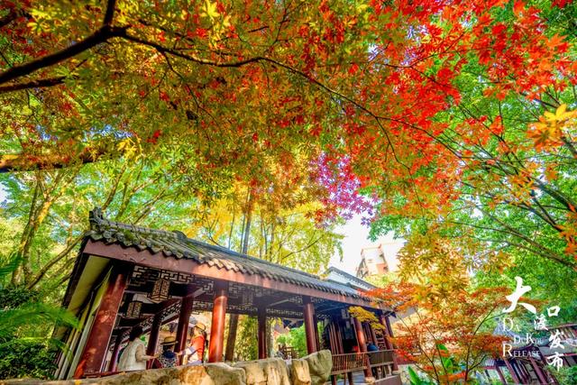 大渡口冬日“顶流”红了