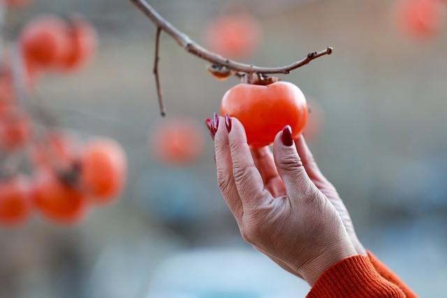 柿子立大功？浙大研究发现：柿子可在36小时清除27%有害菌群？
