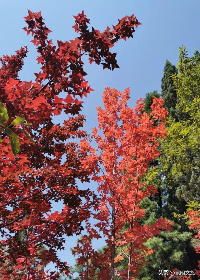 昆明西山绝美“枫”景上线!200亩的红叶秘境已进入最佳观赏期