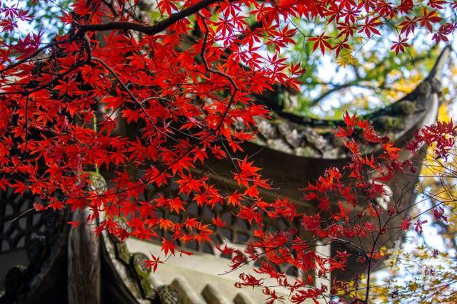 杭州最近美“枫”了，红枫和鸡爪槭还“傻傻分不清楚”？