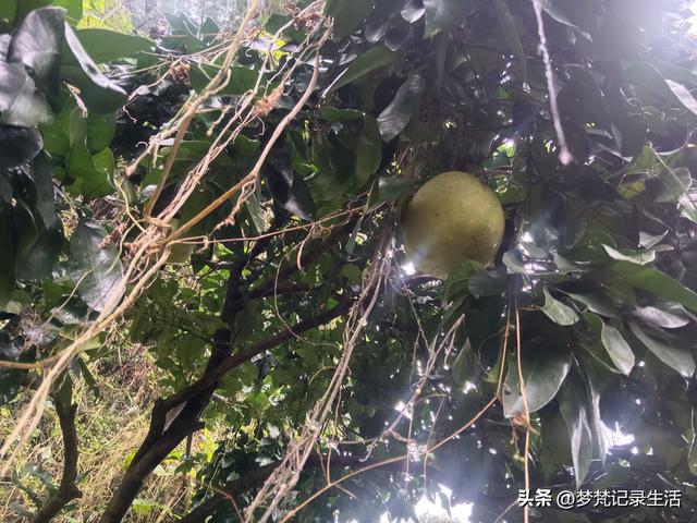 肉松的心思不难猜，低气压制造者每天都在源源不断地生产低气压