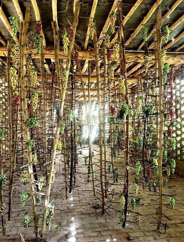 游新疆吐鲁番的坎儿井和葡萄沟