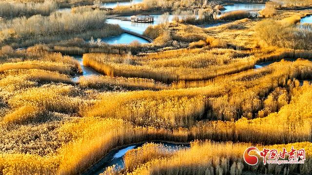 陇拍客丨张掖湿地披金装