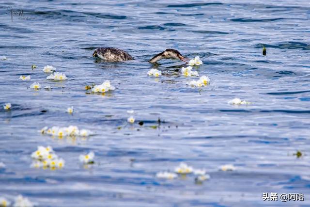 洱海鸟事之:幸福的黑水鸡和䴙䴘,在这里可敞吃国家二级保护植物
