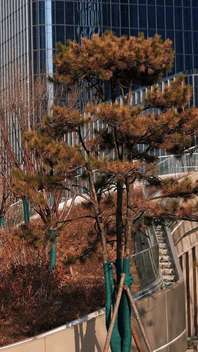 终于等到！北京CBD核心区公共绿地广场开放了！