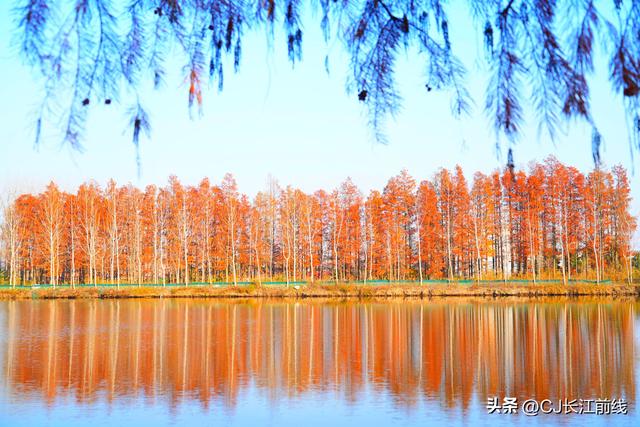 河南淮滨：地标上的乌龙港红杉林