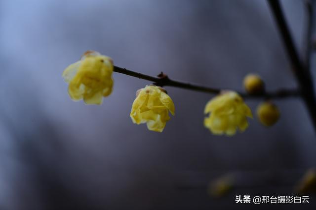 达活泉公园腊梅（美图）