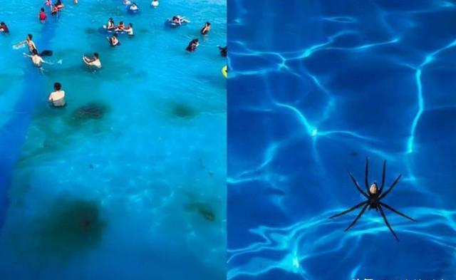 纪实：“去趟水上乐园，中招妇科病”：水上乐园的水有多脏？