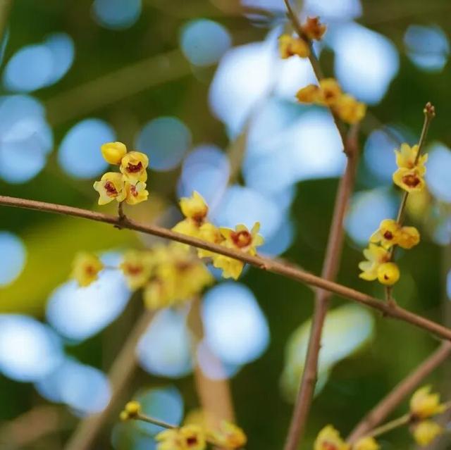 花漾邛州｜“蜡”么香，“蜡”么美！