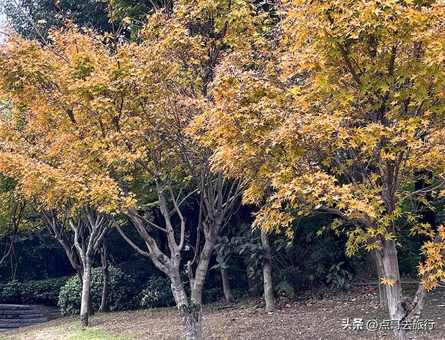 成都最美的枫叶公园，已惊艳上线，都不要门票，地铁公交车直达！