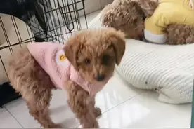 痛心！女子三只泰迪遭婆婆残忍虐杀，监控记录全过程图片