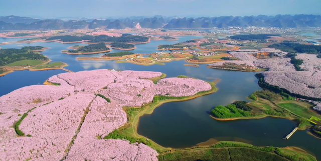 花已开，等你来！贵阳贵安2026赏花地图浪漫上线→