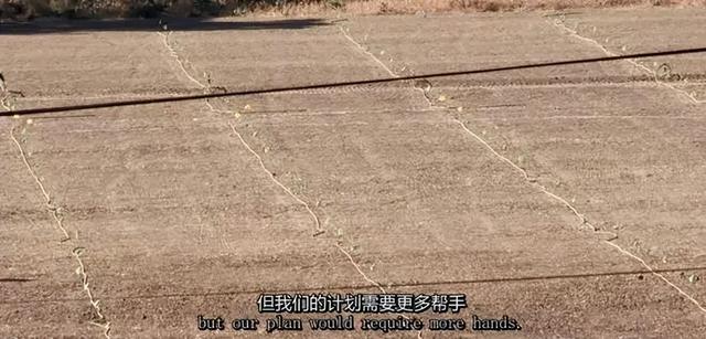 一对夫妻，为了一条狗，种出了一座森林