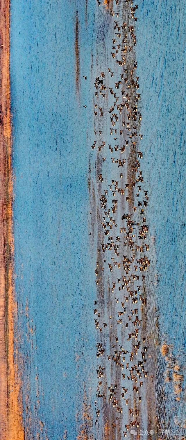 我在千湖湿地撞见了冬天的温柔