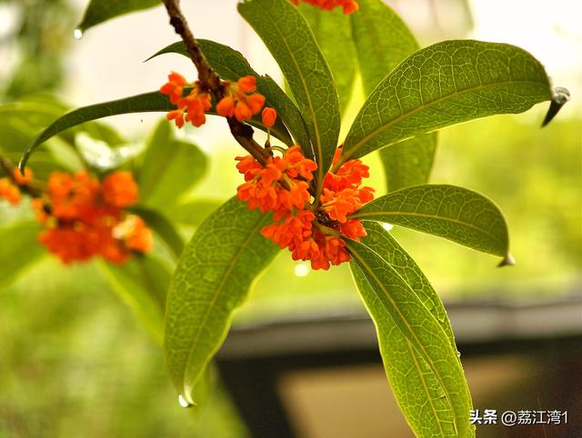 桂香漫城：桂林的秋日私语