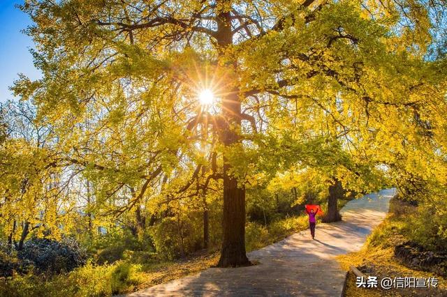 秋色正斑斓！信阳赏秋打卡地推荐