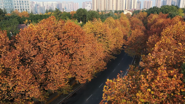 轨道直达！重庆“顶流”梧桐大道已经美到next level了！