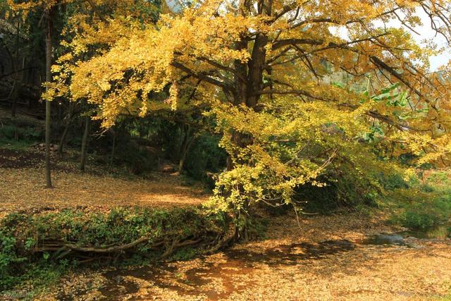 11月，去赏银杏吧！8个高颜值赏秋地，速来拍美照，挑一个就出发