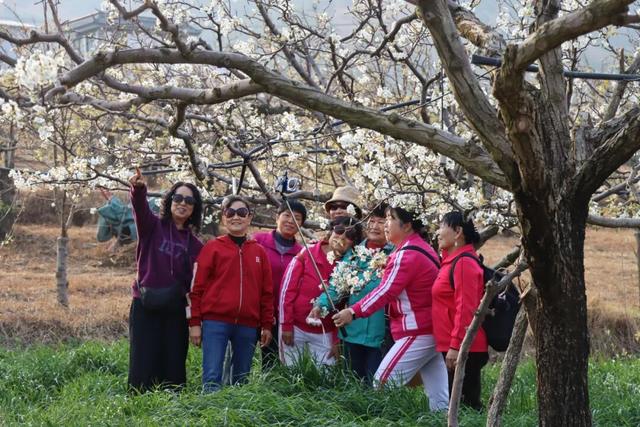 弥渡东谷万亩梨花绽放，赏花正当时！