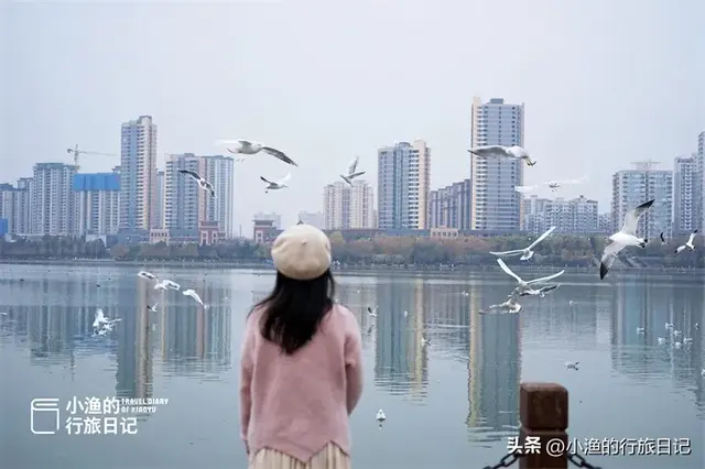 陕西这片“海”超浪漫！万千海鸥在此越冬，西安1小时直达！