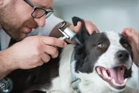 狗狗寄生虫反复发作？兽医私藏的6个驱虫技巧图片