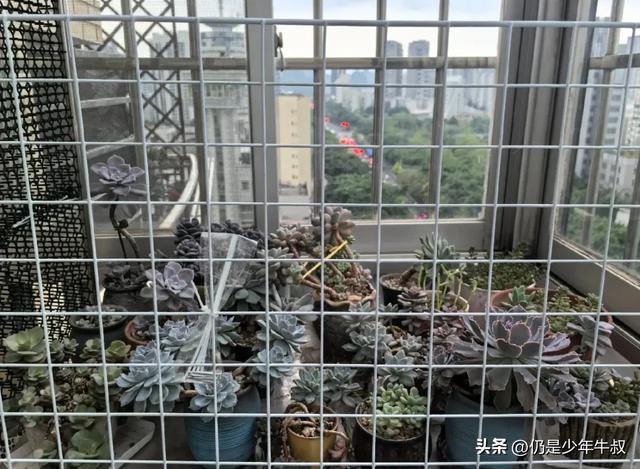 妹子因为猫破坏多肉决定弃养了，网友刚想开骂，看完后笑出了声哈