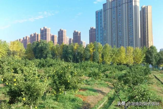 藏不住了!望城这片小众银杏秘境已到最佳观赏期,还能露营、骑行、摘果子