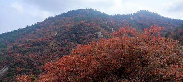 骊山红叶似火 车辆行人如织