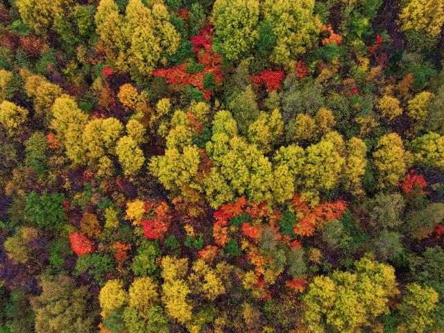 武山老君山森林公园：藏在陇中的秋日胜景