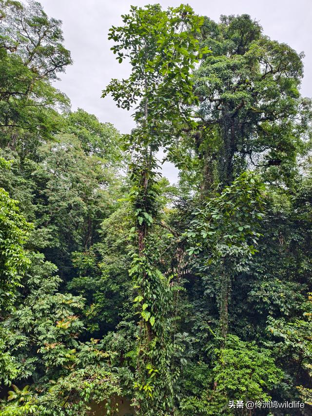 马来西亚(31)砂拉越州⑤姆鲁山canopy树冠高空漫游