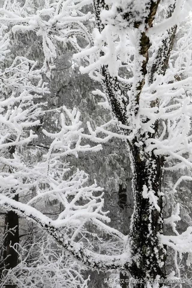 来汉中近郊这个赏雪秘境,等一场银装素裹的治愈盛景!