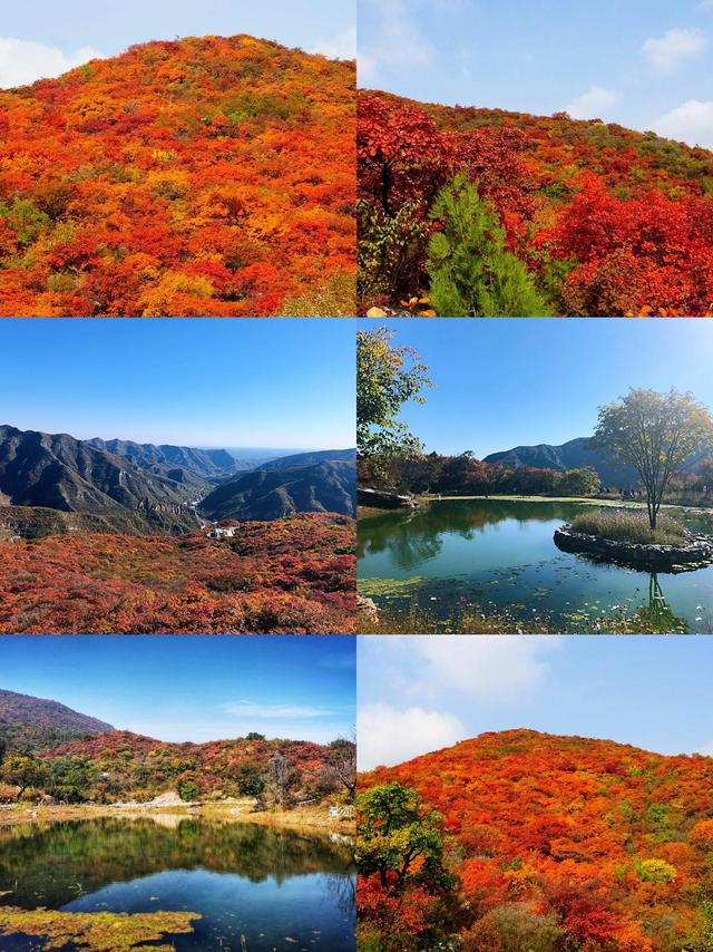 北京披峰岭（红枫叶）