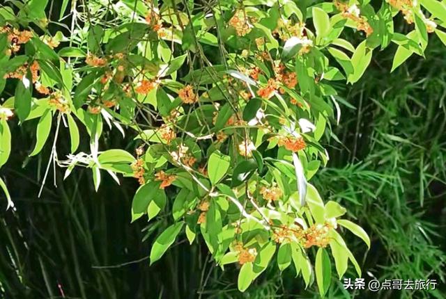 成都最出名的桂花观赏地，超级低调，桂香四溢，地铁公交车直达！