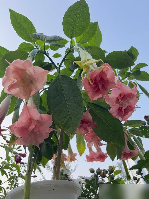 阴花不能进阳宅！这5种花“打死”也不养，家里若有？快挪走！