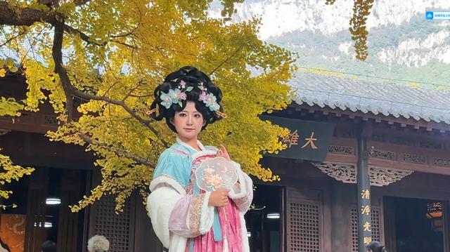 济南的这些千年银杏树美得正当时,最后“黄金期”快去打卡!