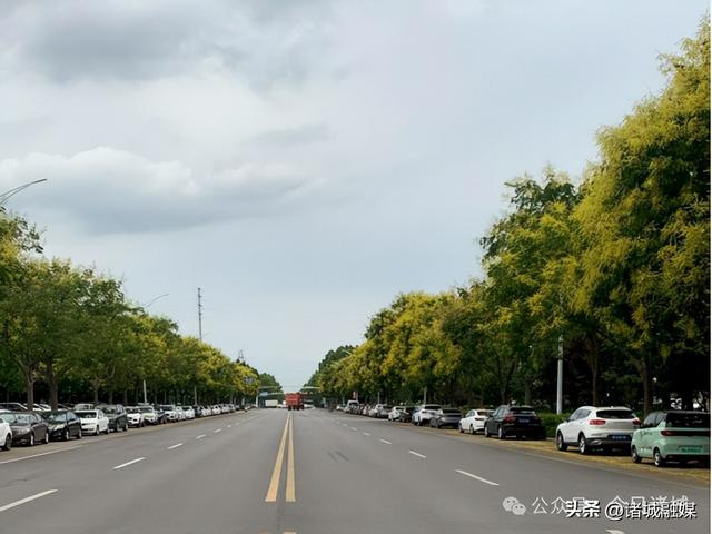 诸城这几处栾花秘境，承包了整个秋天的浪漫​
