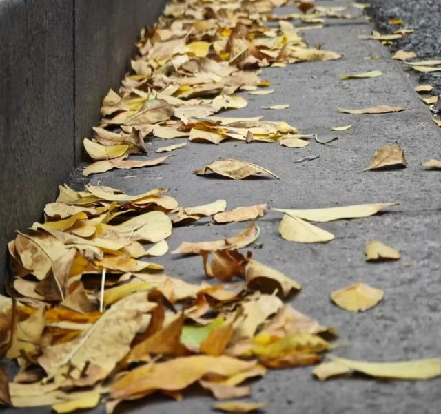 秋日限定｜“落叶不扫”模式开启，44条景观道观赏指南请收藏！