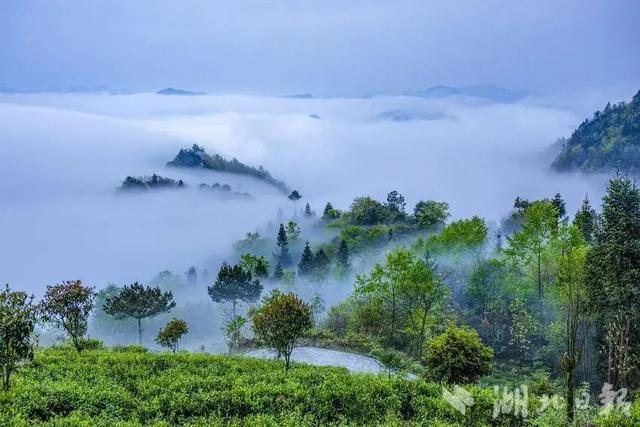 利川：龙渠古韵，茶香悠悠
