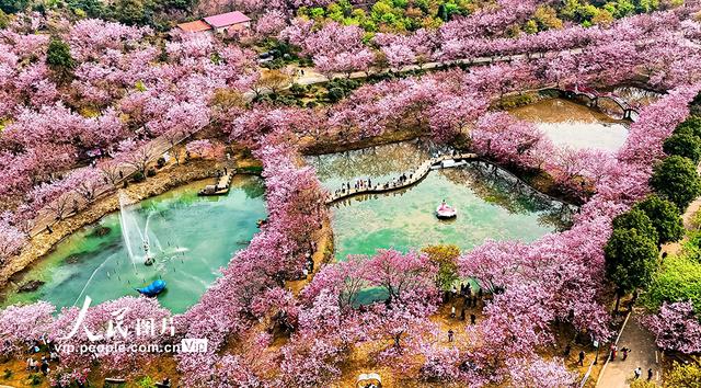湖南常宁：樱花盛开引客来