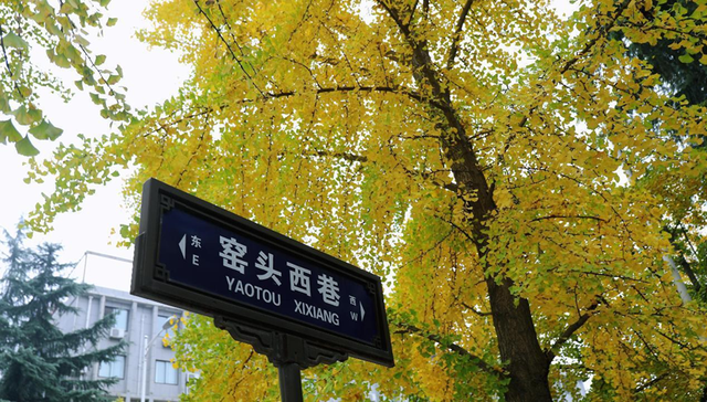 满城尽带“黄金甲”来高新区邂逅“银杏的幸福时光”