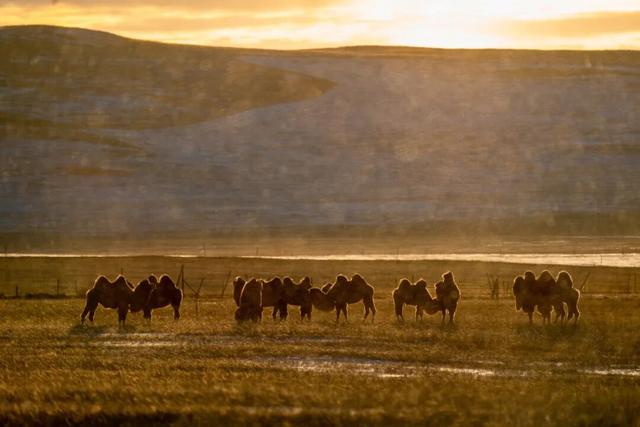 锡林浩特，雪域里的足迹