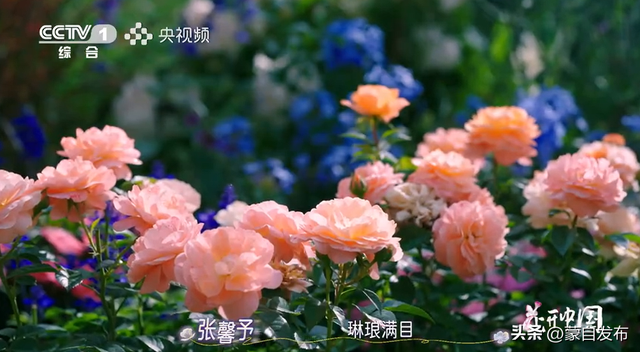 蒙自花开上央视！诚邀晒图，评论区专“宠”鲜花！
