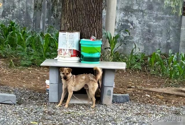 狗主人被反杀案开庭，9人闯门打砸，妻子后悔冲动	，更多细节披露