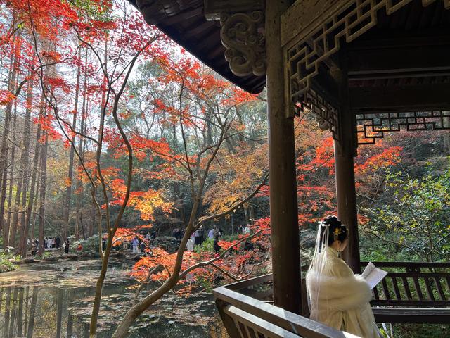 杭州红叶季：桂花之后百花杀，旖旎红叶胜百花。