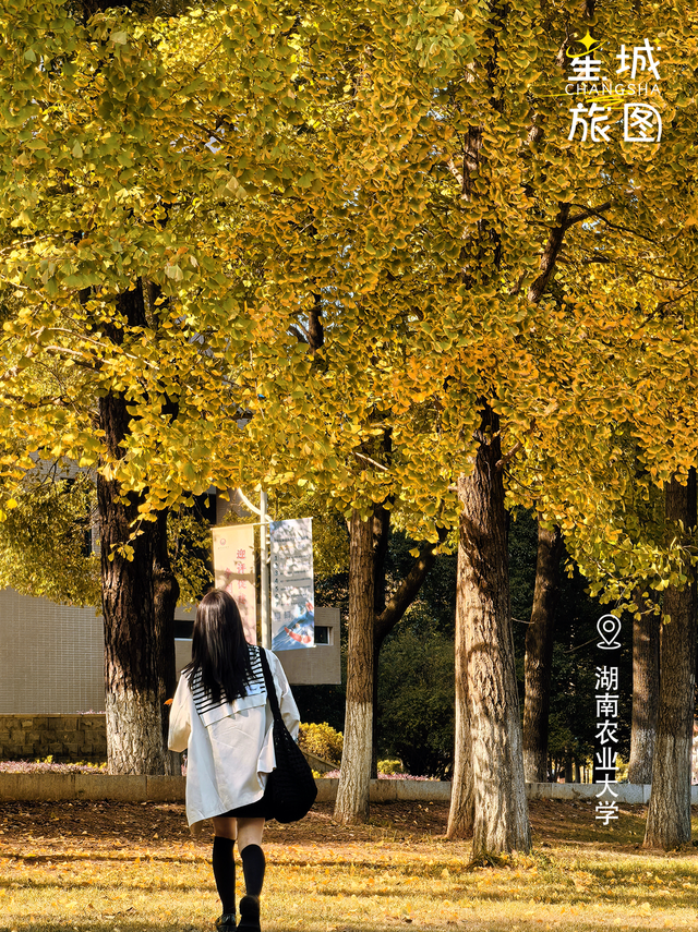 星城鎏金，银杏逐光