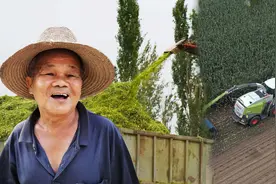 小麦收割当青储，一亩涨到2100元农民排队卖！是利民还“害民”？图片