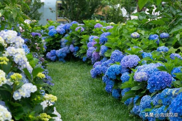 在家自制花卉肥料全攻略：从原料到使用的一站式指南